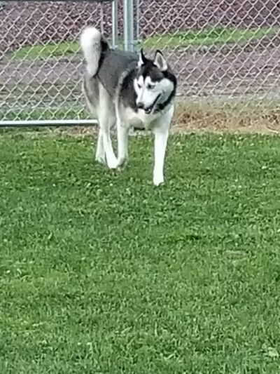 Wright Township Dog Park - Mountain Top, PA