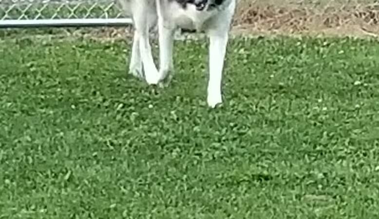 Wright Township Dog Park - Mountain Top, PA