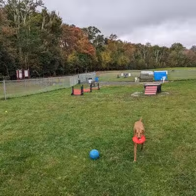 Wright Township Dog Park - Mountain Top, PA