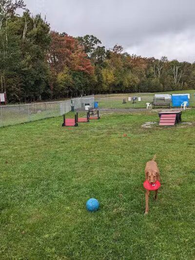 Wright Township Dog Park - Mountain Top, PA
