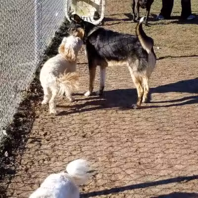Wright Township Dog Park - Mountain Top, PA