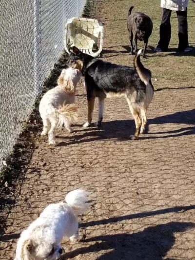 Wright Township Dog Park - Mountain Top, PA