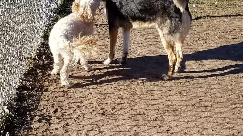 Wright Township Dog Park - Mountain Top, PA