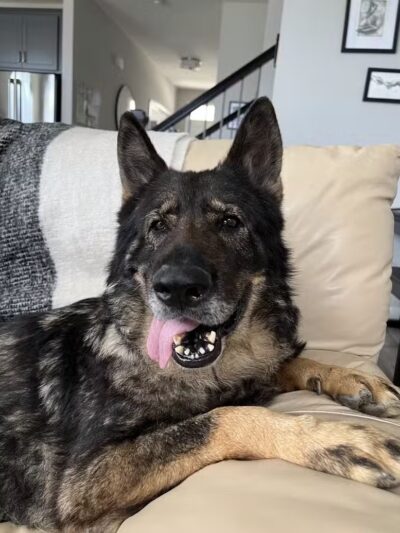 Morrow County Dog Shelter - Mt Gilead, OH