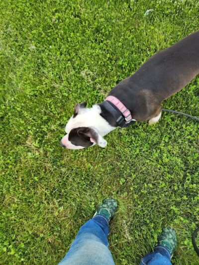 Morrow County Dog Shelter - Mt Gilead, OH