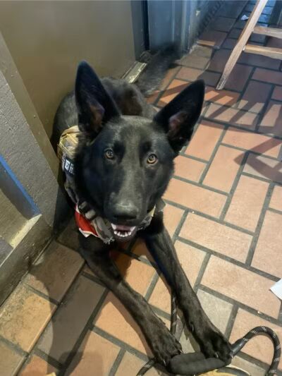 Morrow County Dog Shelter - Mt Gilead, OH