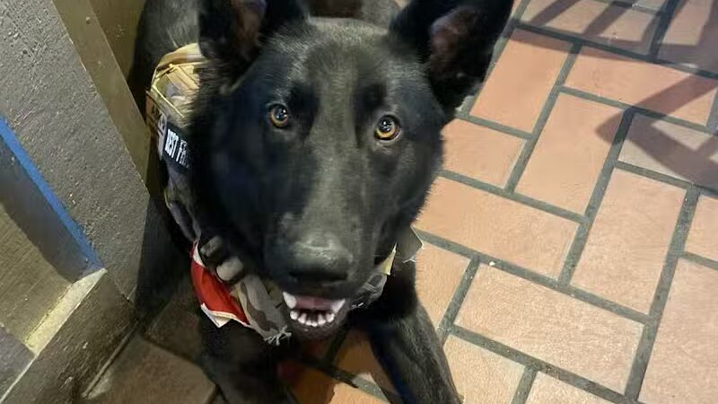 Morrow County Dog Shelter - Mt Gilead, OH