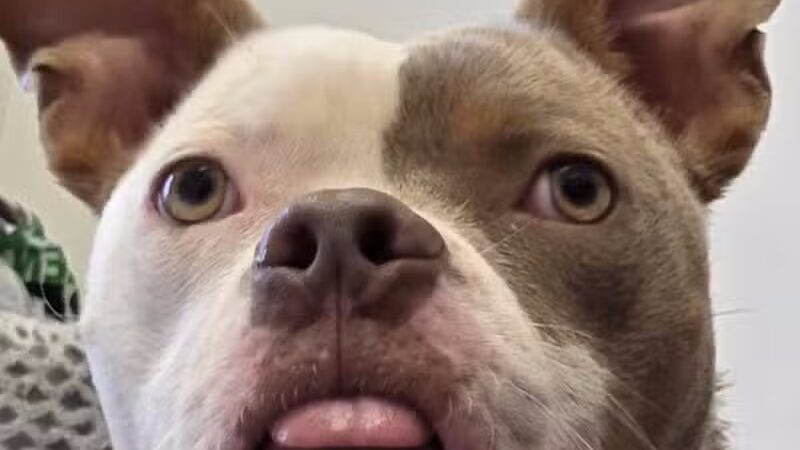 Morrow County Dog Shelter - Mt Gilead, OH