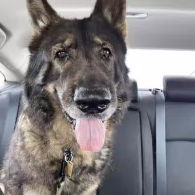 Morrow County Dog Shelter - Mt Gilead, OH