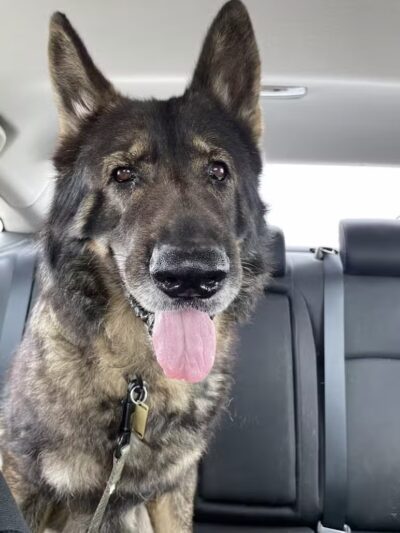 Morrow County Dog Shelter - Mt Gilead, OH