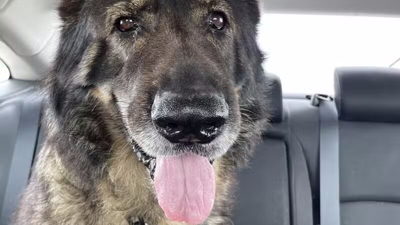 Morrow County Dog Shelter - Mt Gilead, OH