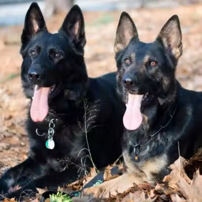 Morrow County Dog Shelter - Mt Gilead, OH