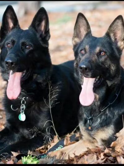 Morrow County Dog Shelter - Mt Gilead, OH