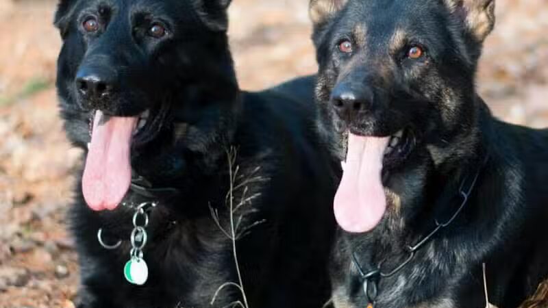 Morrow County Dog Shelter - Mt Gilead, OH