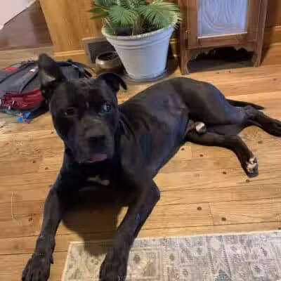 Morrow County Dog Shelter - Mt Gilead, OH