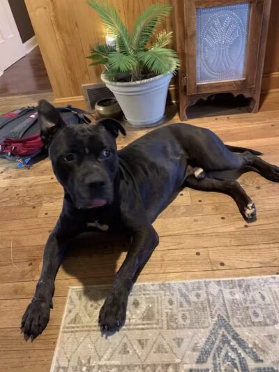 Morrow County Dog Shelter - Mt Gilead, OH