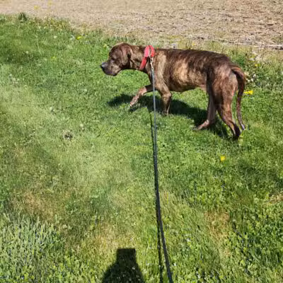 Morrow County Dog Shelter - Mt Gilead, OH