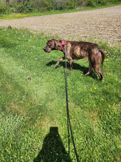 Morrow County Dog Shelter - Mt Gilead, OH