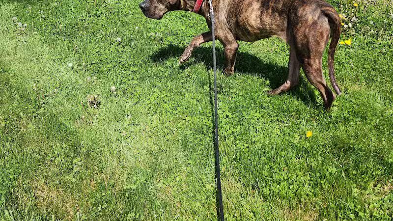 Morrow County Dog Shelter - Mt Gilead, OH