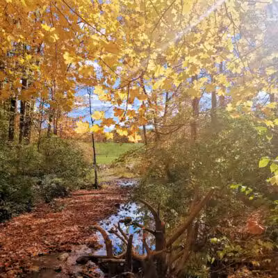 Mt. Gilead State Park Campground - Mt Gilead, OH