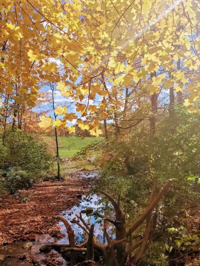 Mt. Gilead State Park Campground - Mt Gilead, OH