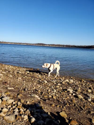 Deer Creek Dog Beach / Fishing Area - Mt Sterling, OH