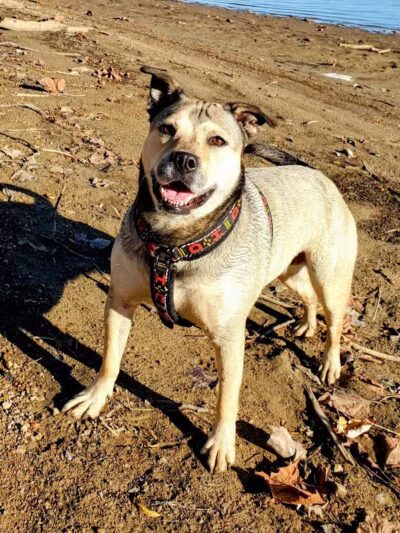 Deer Creek Dog Beach / Fishing Area - Mt Sterling, OH