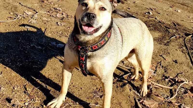 Deer Creek Dog Beach / Fishing Area - Mt Sterling, OH