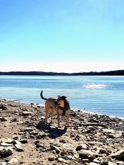 Deer Creek Dog Beach / Fishing Area - Mt Sterling, OH