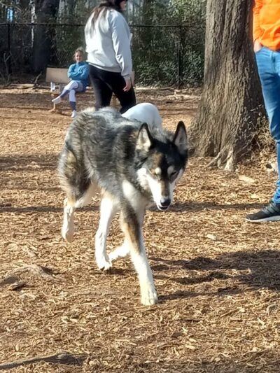 Navarre Central Bark - Navarre, FL