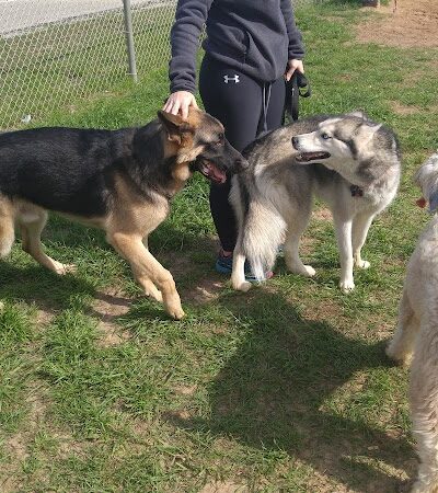 Navarre Central Bark - Navarre, FL