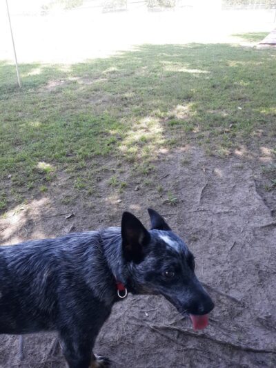 Navarre Central Bark - Navarre, FL