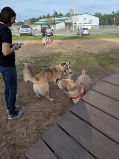 Navarre Central Bark - Navarre, FL