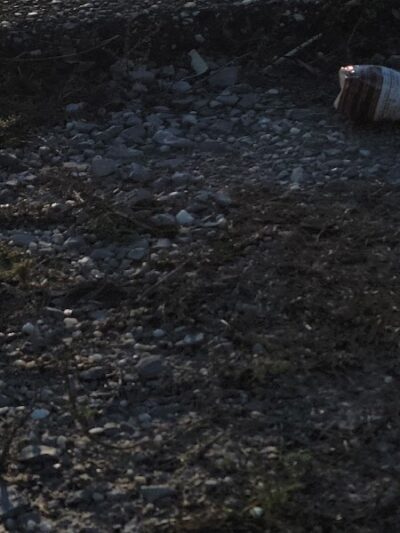 Navarre Central Bark - Navarre, FL