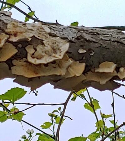 Craig Pittman Memorial Park - Navarre, OH