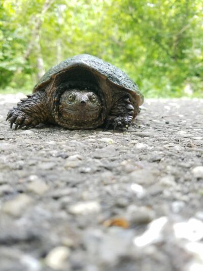 Towpath Trail-John Glenn Grove Trailhead - Navarre, OH