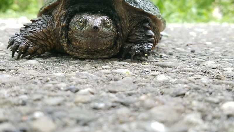Towpath Trail-John Glenn Grove Trailhead - Navarre, OH
