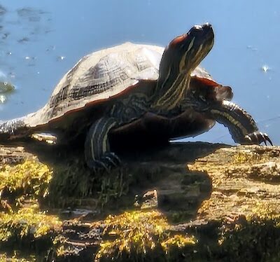 Towpath Trail-John Glenn Grove Trailhead - Navarre, OH