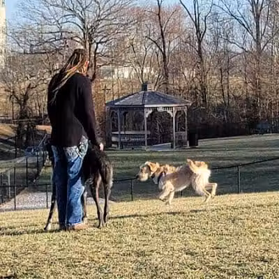New Albany Dog Park - New Albany, IN