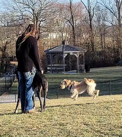 New Albany Dog Park - New Albany, IN