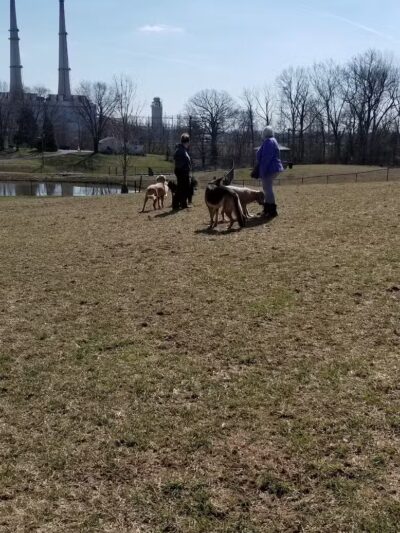 New Albany Dog Park - New Albany, IN