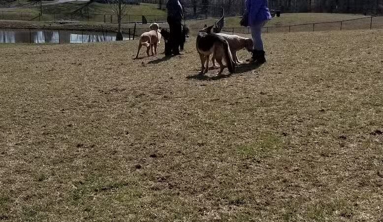 New Albany Dog Park - New Albany, IN