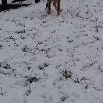 New Albany Dog Park - New Albany, IN