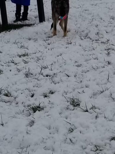 New Albany Dog Park - New Albany, IN