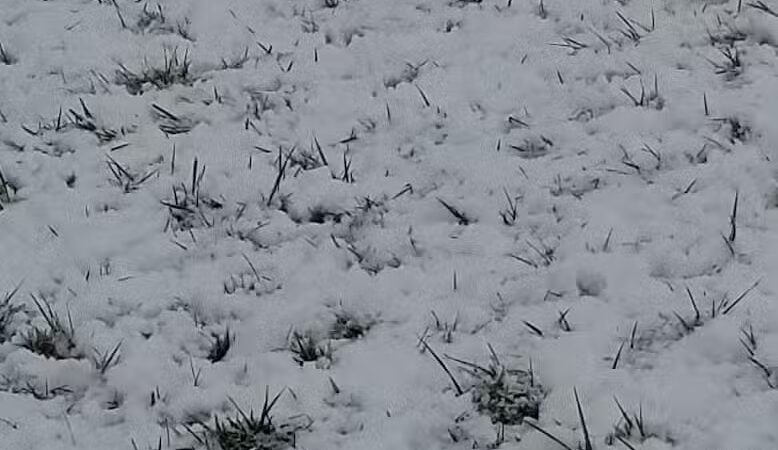 New Albany Dog Park - New Albany, IN