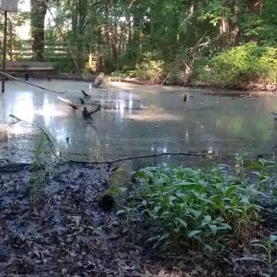 New Albany Nature Preserve and Wetlands - New Albany, OH