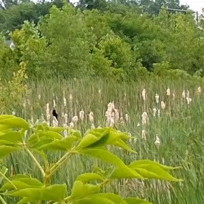 New Albany Schools Woodlands Wetlands - New Albany, OH