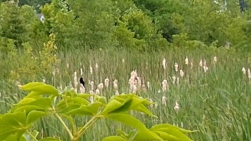 New Albany Schools Woodlands Wetlands - New Albany, OH