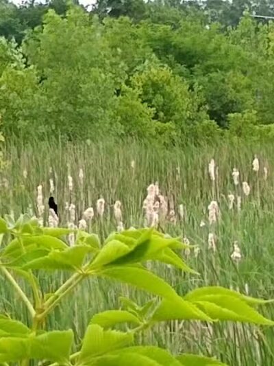 New Albany Schools Woodlands Wetlands - New Albany, OH