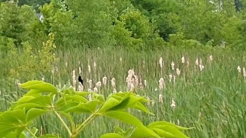 New Albany Schools Woodlands Wetlands - New Albany, OH